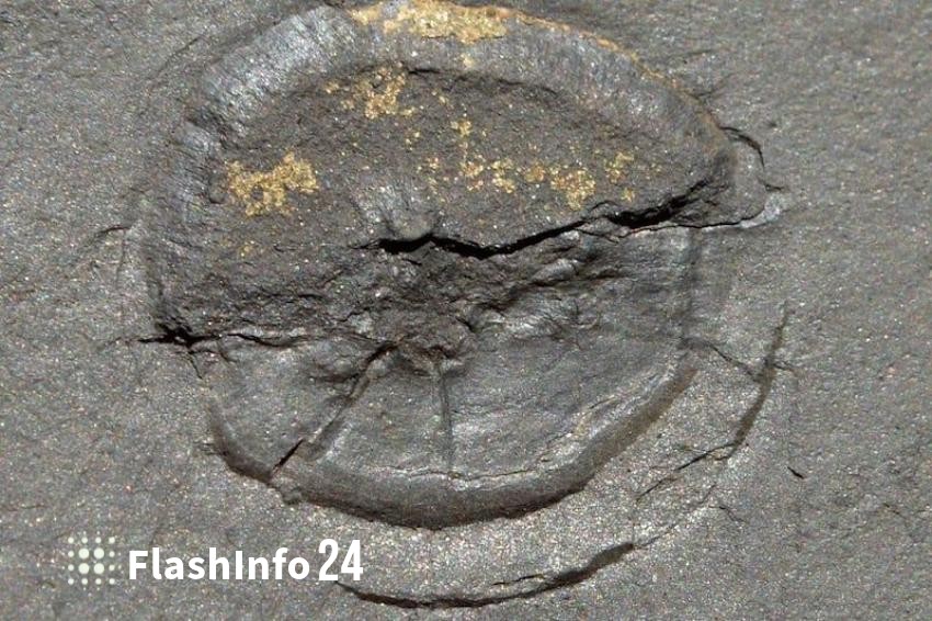 صورة المقال 1