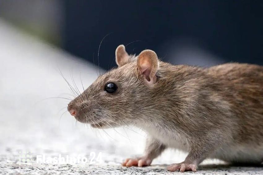 صورة المقال 1